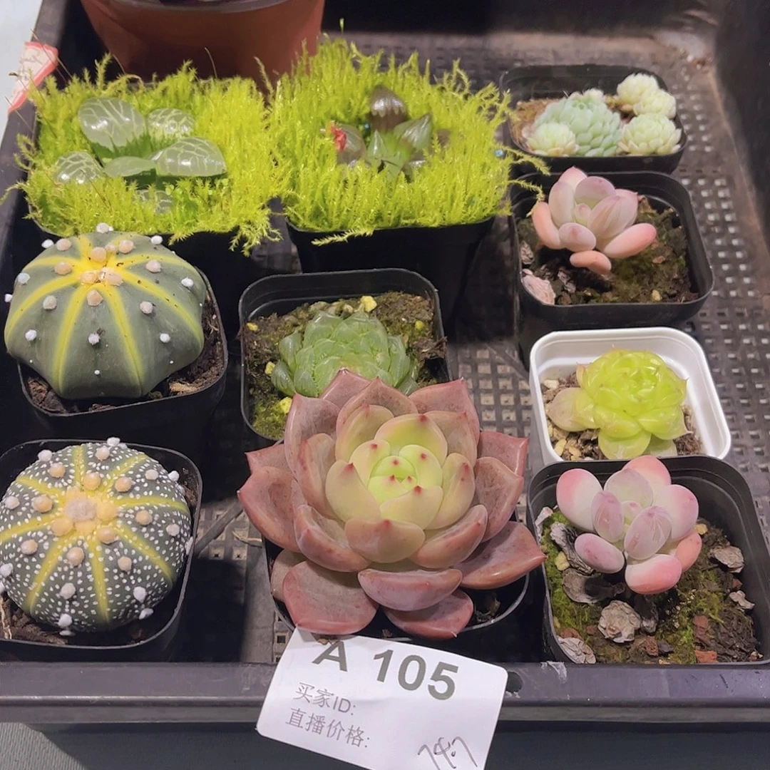 多肉105多肉植物，