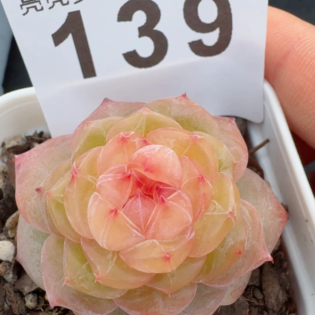 孤品捡漏珍妮         精品多肉