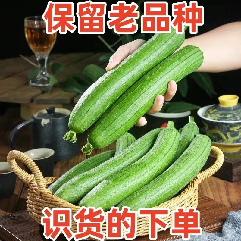 现摘新鲜奶油丝瓜水瓜贵州高山农家露天自种蔬菜丝瓜炒鸡蛋