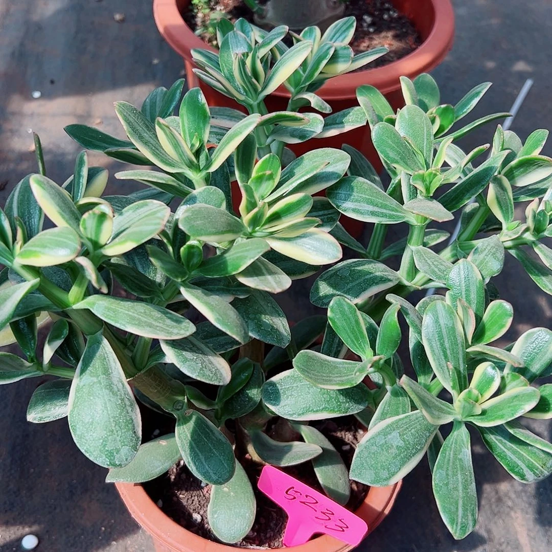 三色花月白锦带盆5233