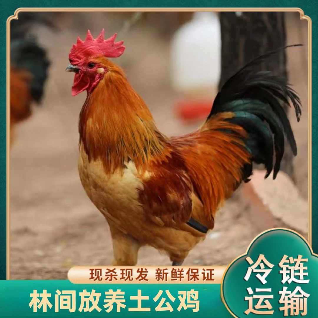 【小胖纸】农家放养大公鸡拍2只送1只 共3只净重9斤