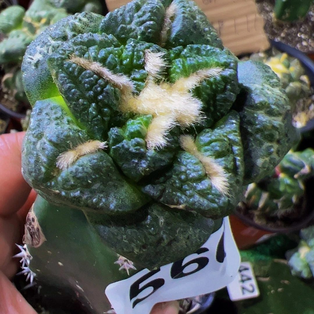 无花朵龟甲牡丹560