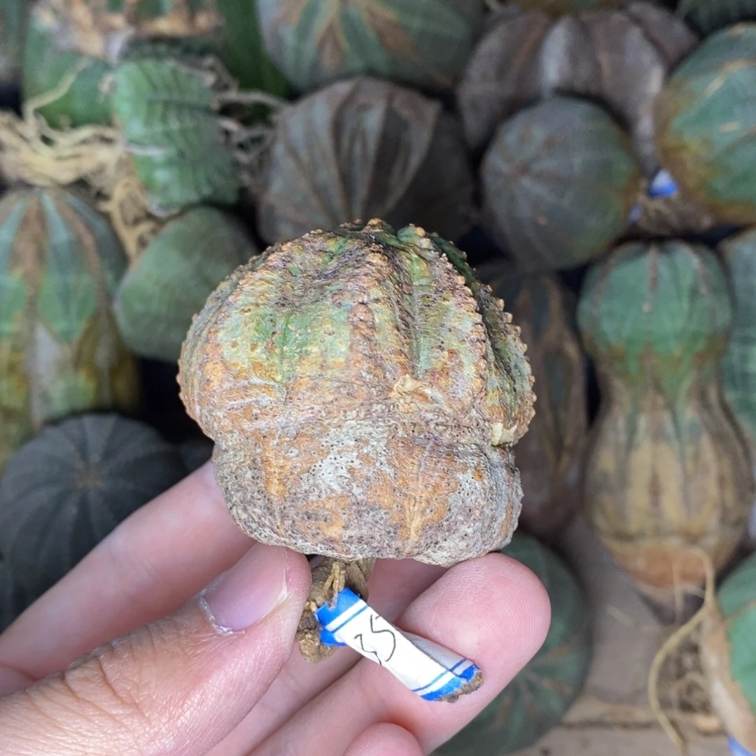 15 欧系实生布纹球多肉植物