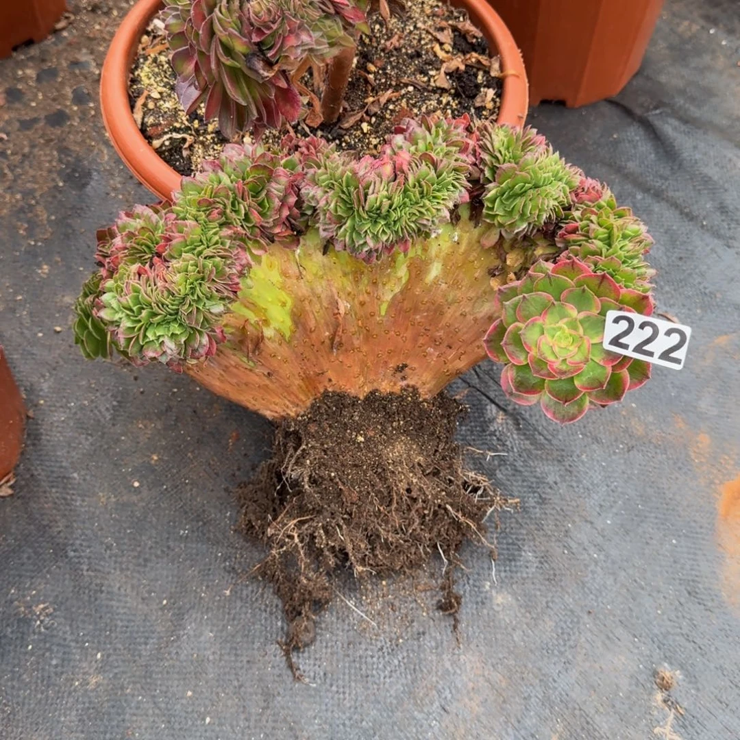 鹤***宝222多肉植物海王缀