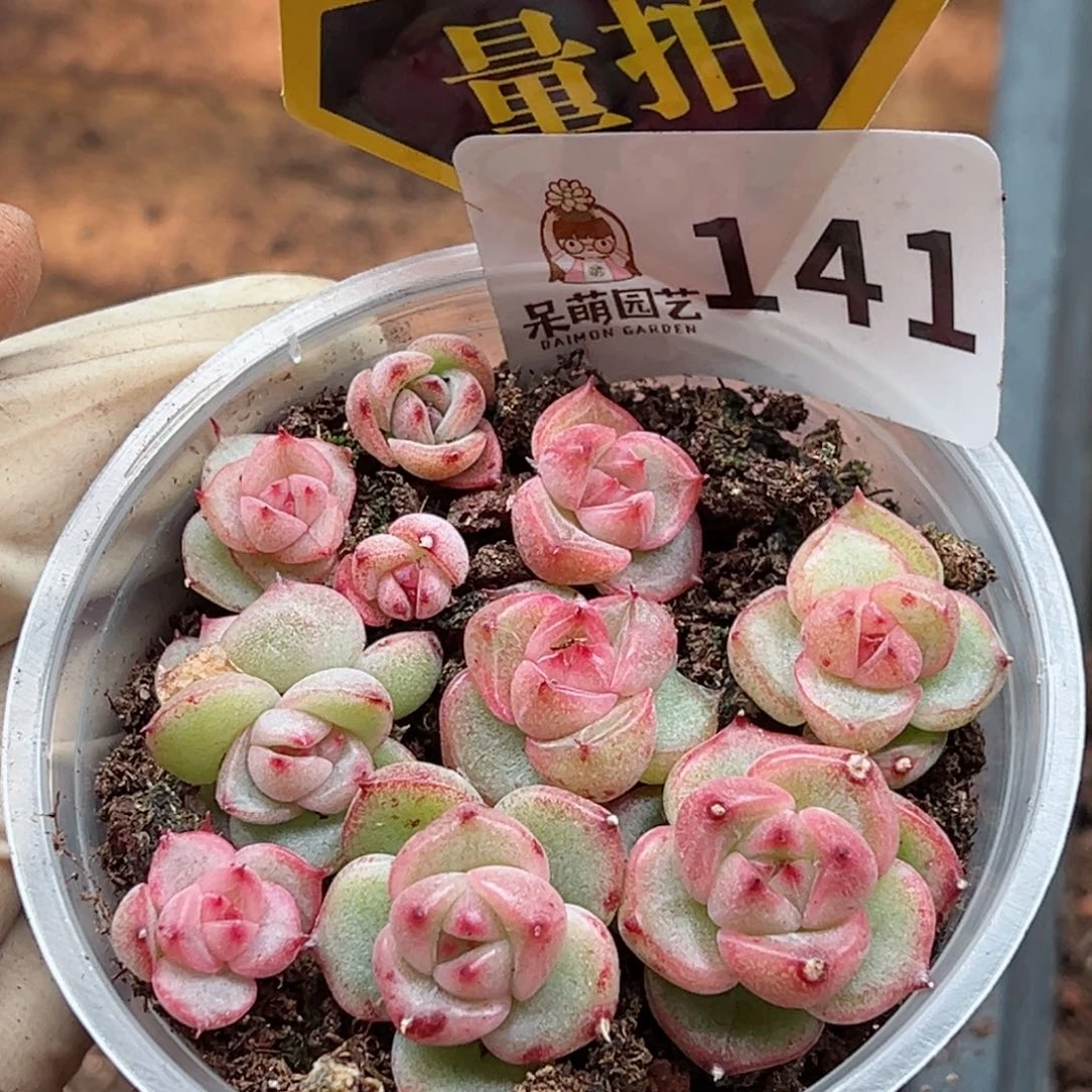 多肉植物多肉植物