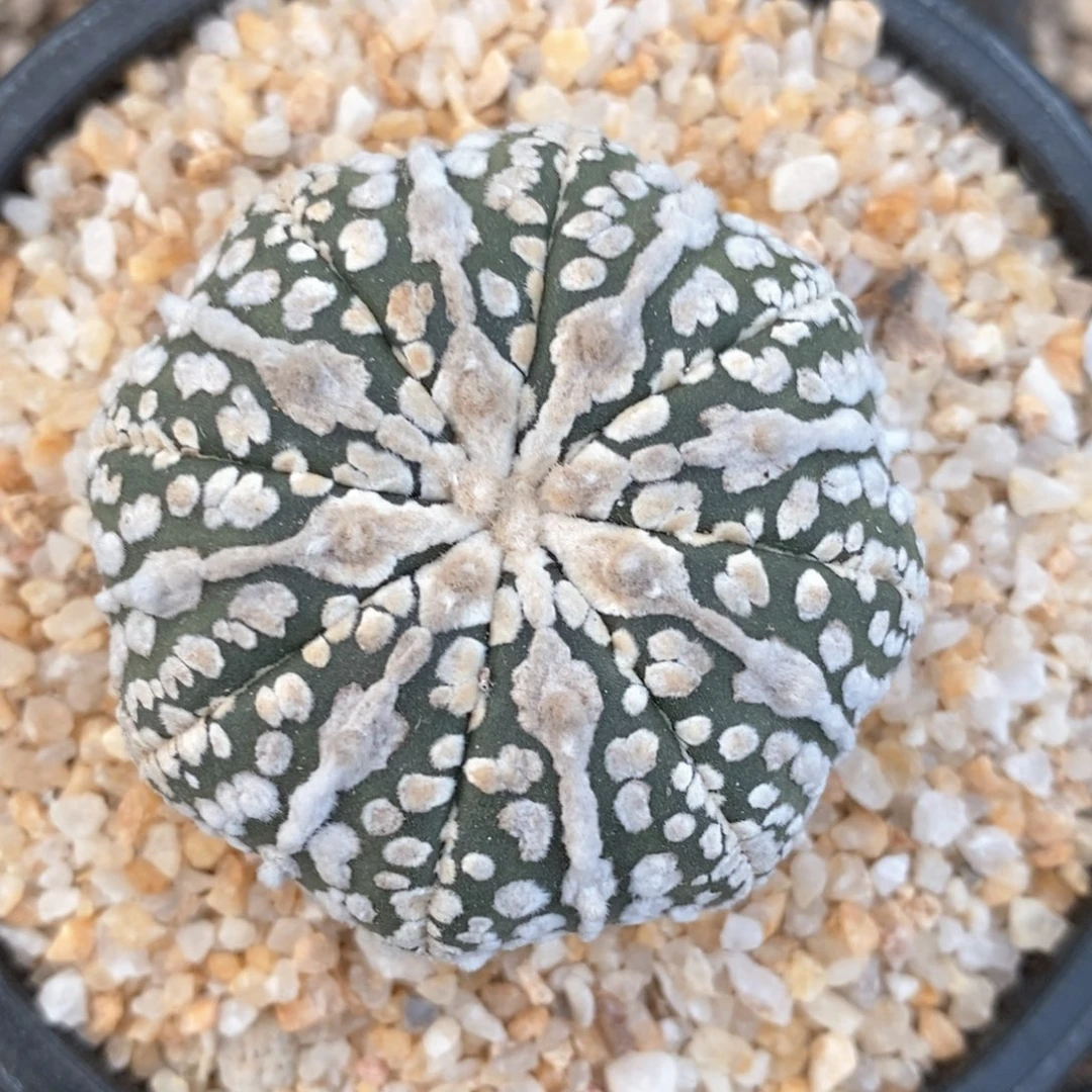 果*儿仙人球的世界里有一