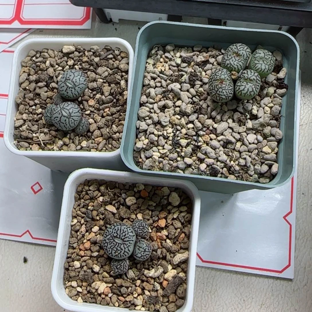 用****92-11-当天满58包邮多肉脱土