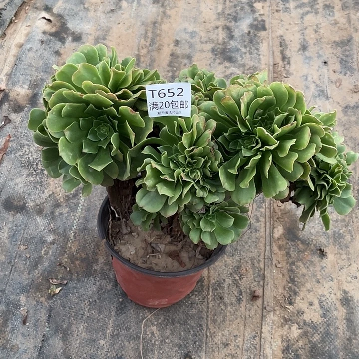 652绿羊绒缀化多肉