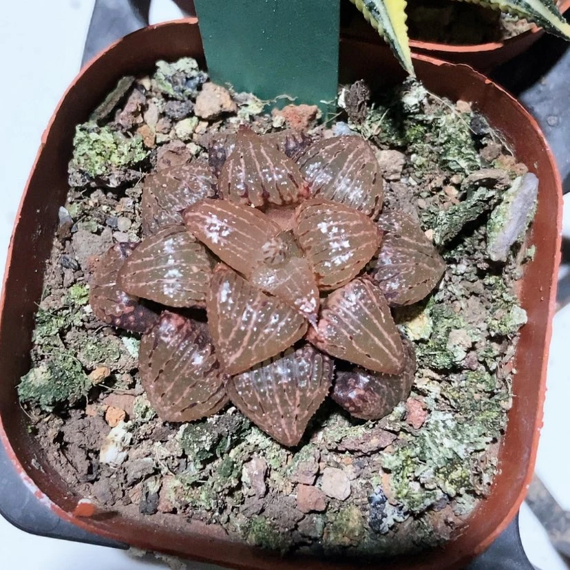 【闪购商品】40实生