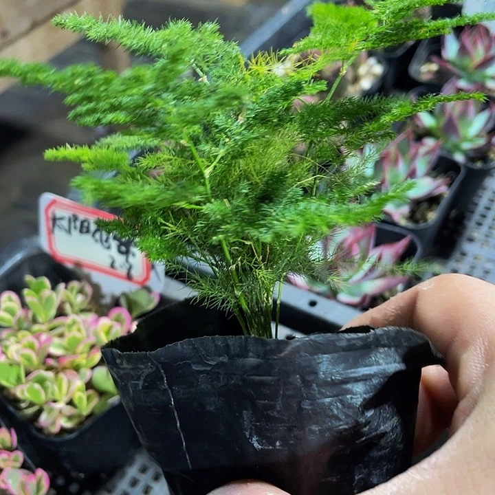文竹1.8带盆土发
