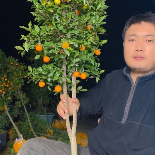 无花朵金弹子庭院地景品种