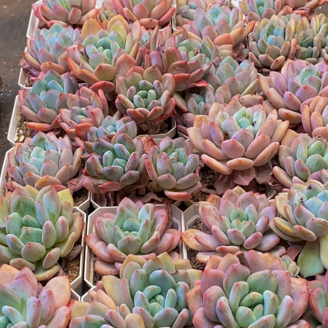 432多肉植物保护研究所