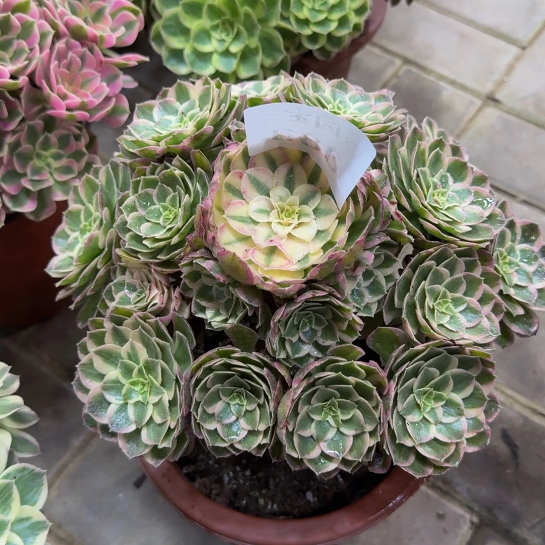 记***秒多肉植物686余芙蓉