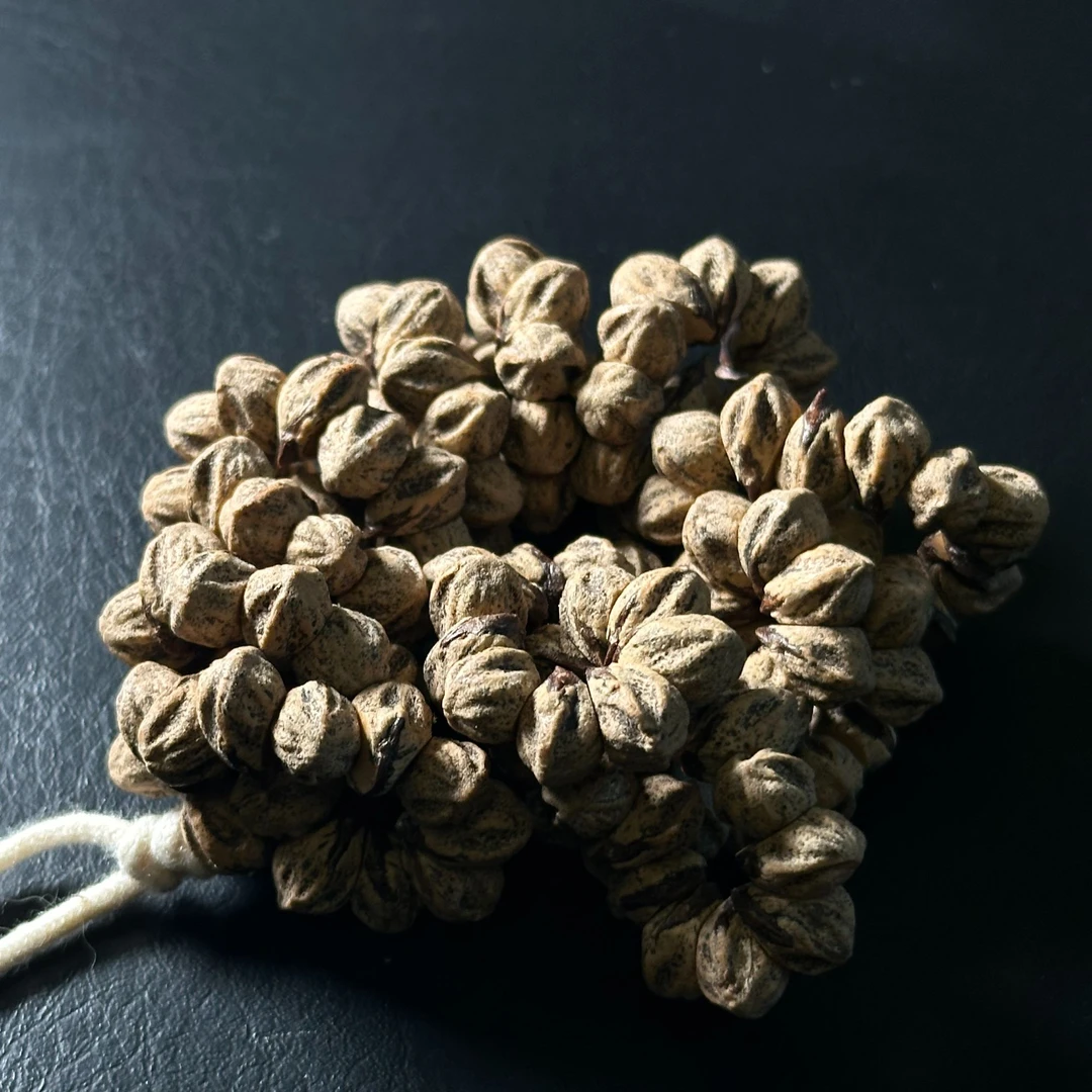 藏切黑芽热振柏香籽