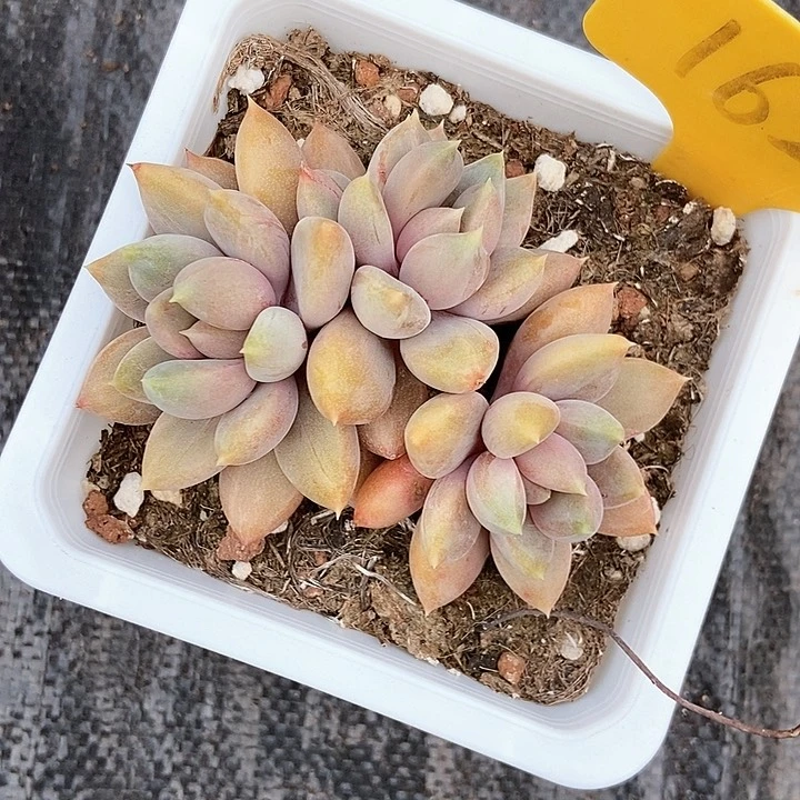 阿***琦多肉植物1623