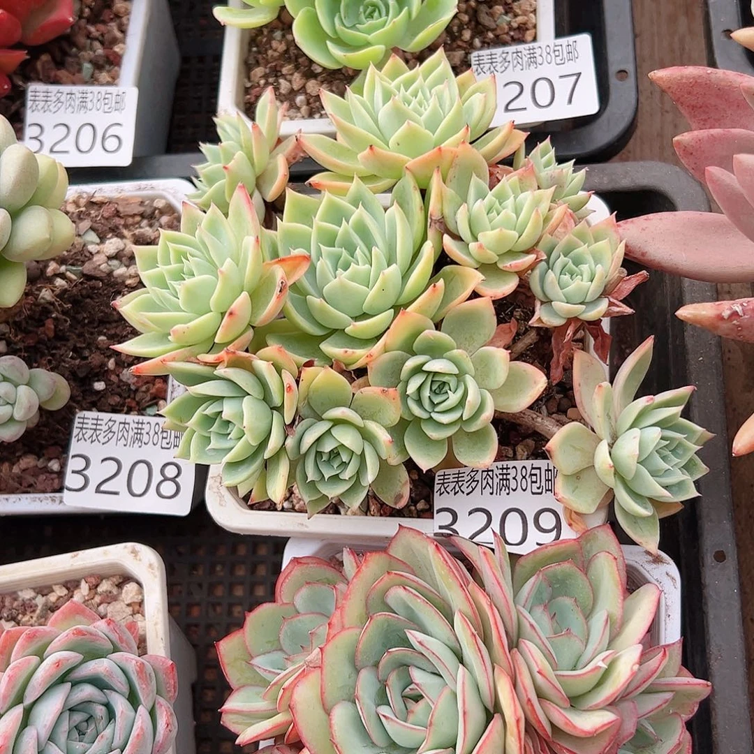 萌****无花朵多肉一物一拍植物3209