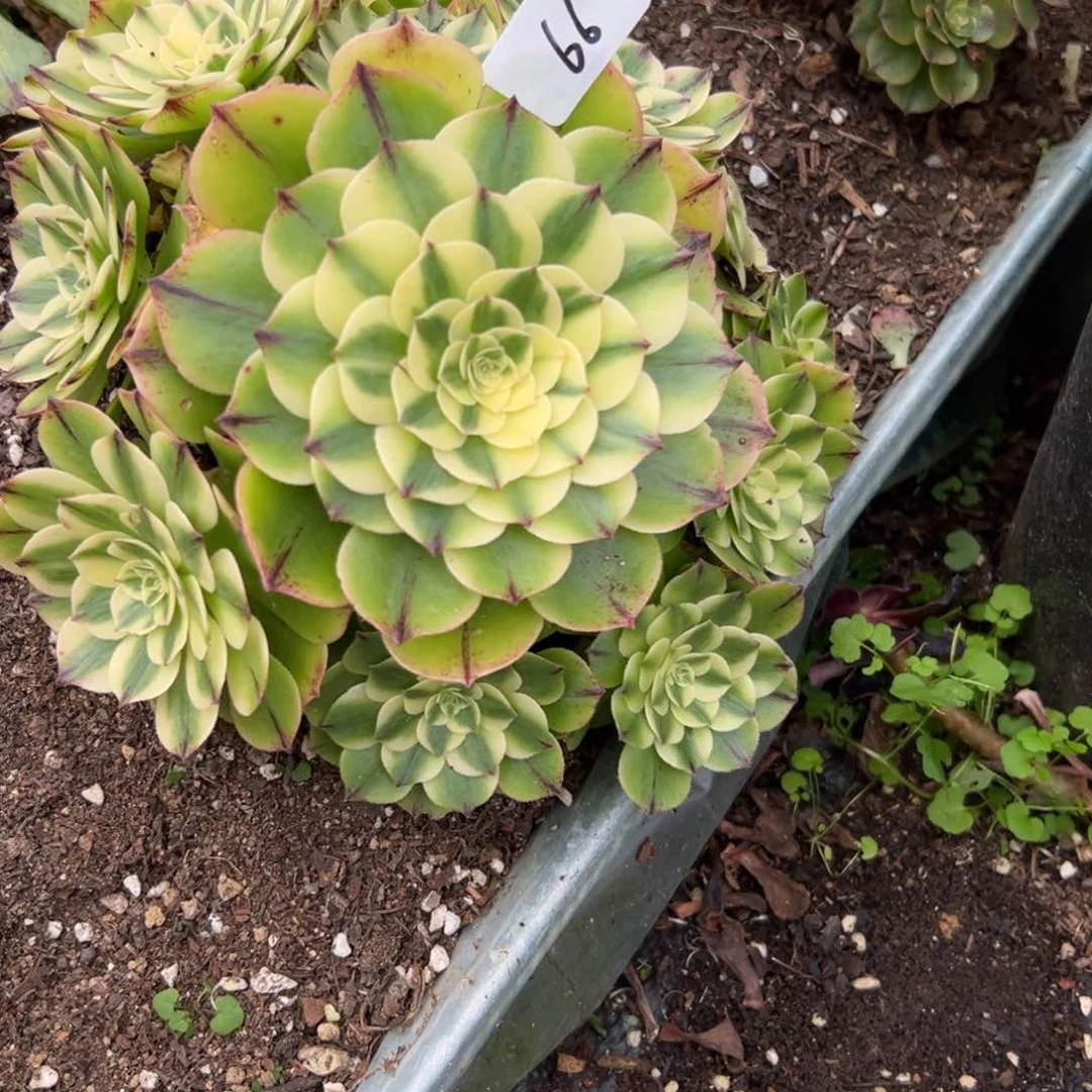 66伊丽莎白妖多肉植物