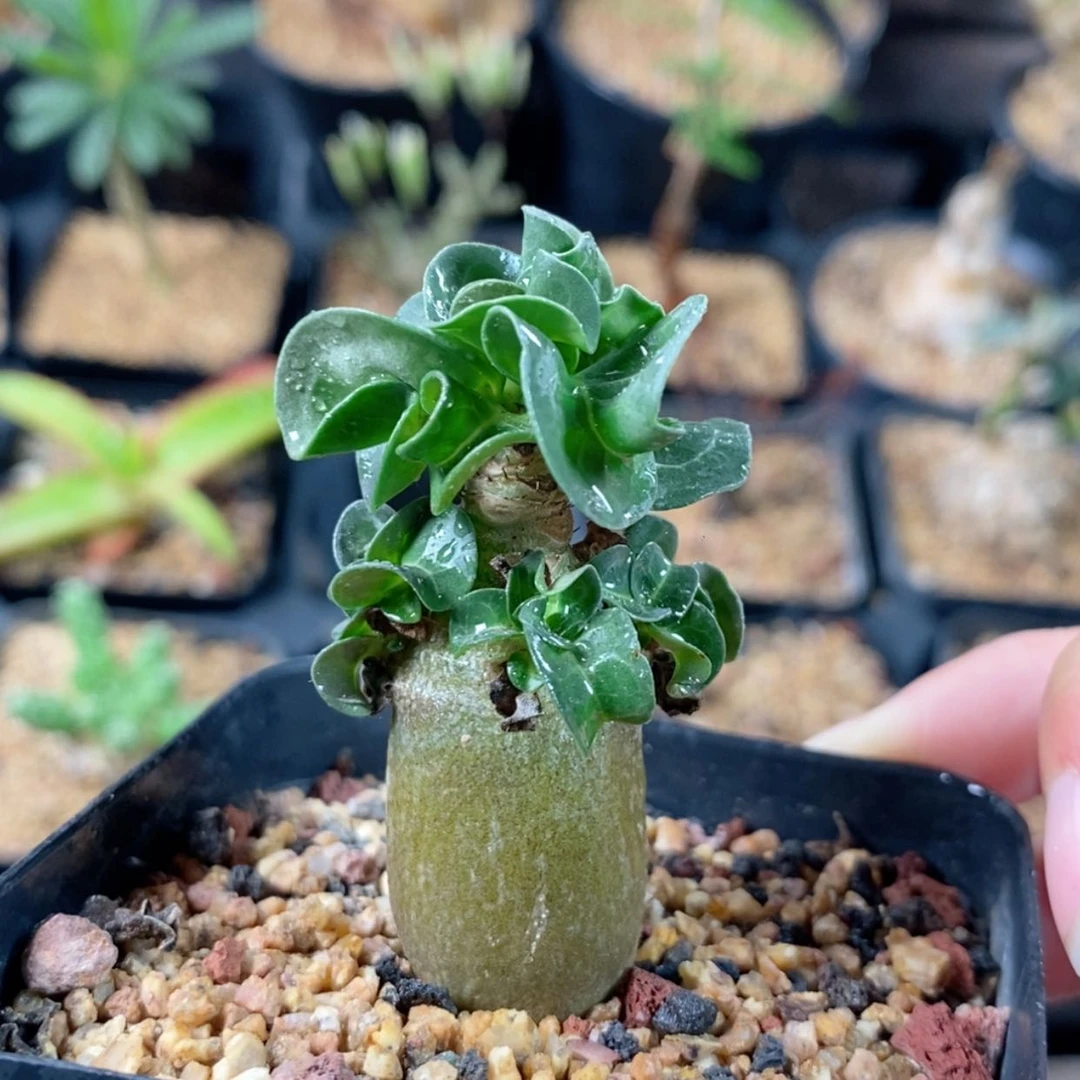 【闪购商品】卡汉羊角沙枚