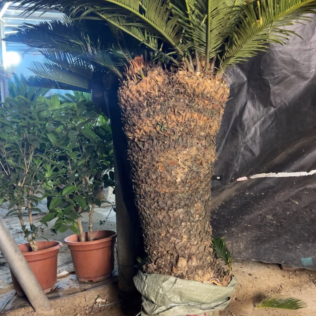 大部分花苞少量开放