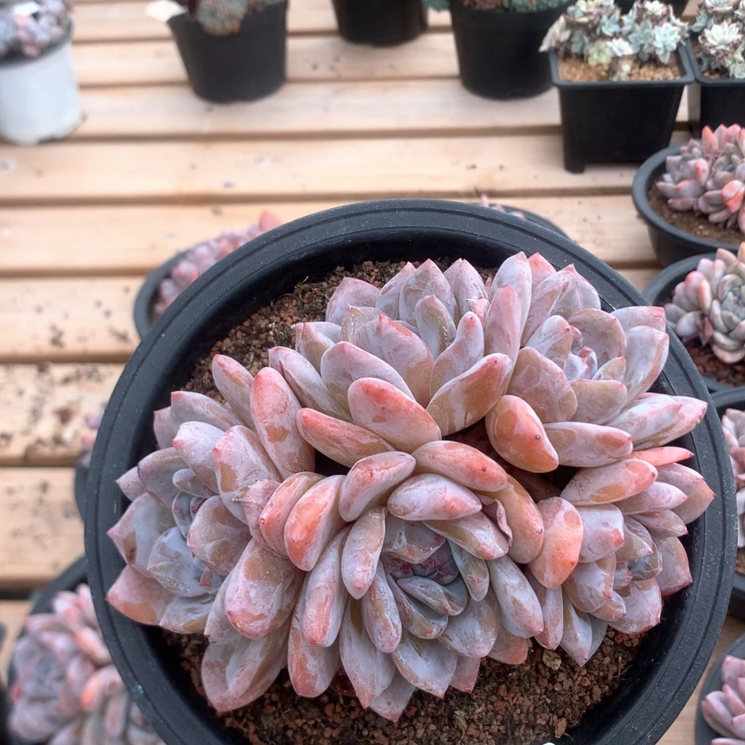 14厘米五头蒙特4249