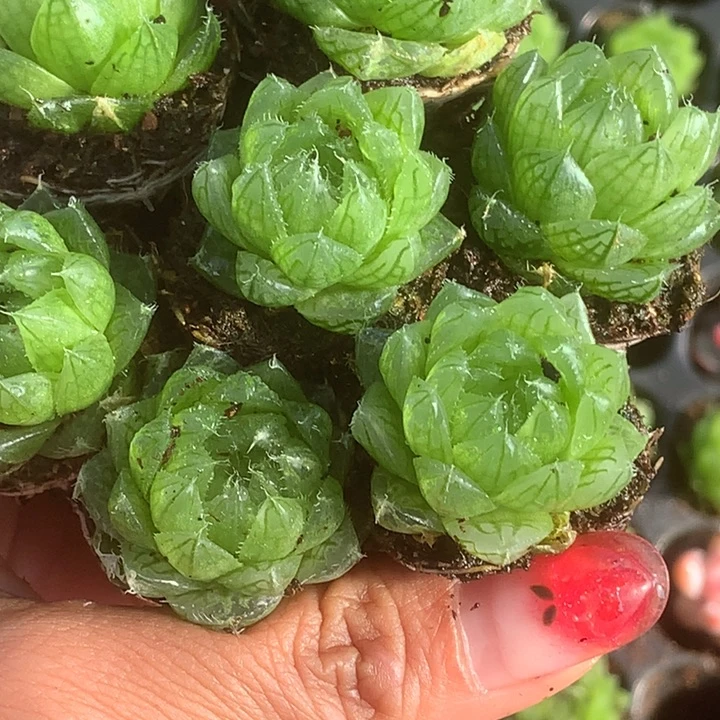 樱水晶。5颗。多给2颗。包邮