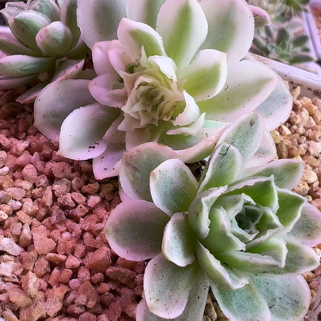 山地玫瑰锦秋夕008号