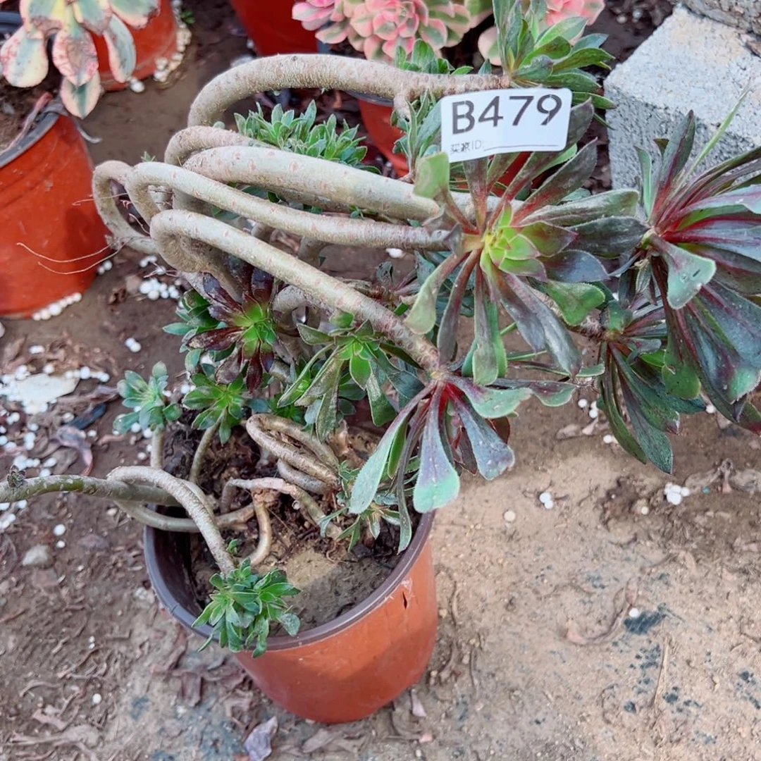 高***姐479灰法师多肉植物