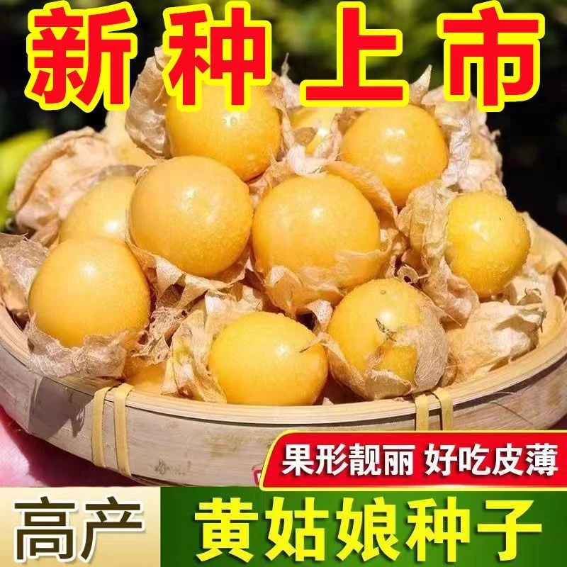 姑娘果种子粒粒甜黄姑娘果种子一年四季种阳台盆栽东北菇娘果种子