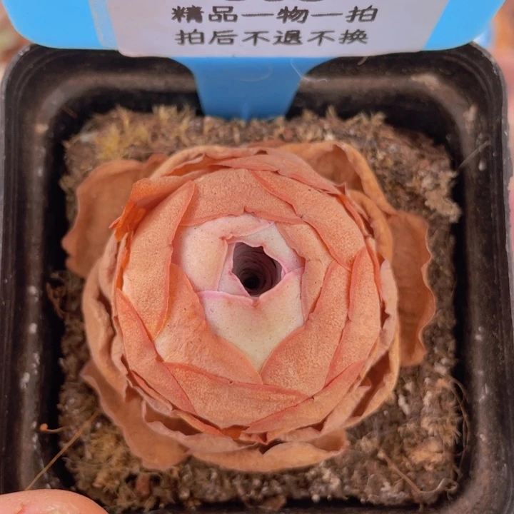 山地玫瑰353裸根发货不售后