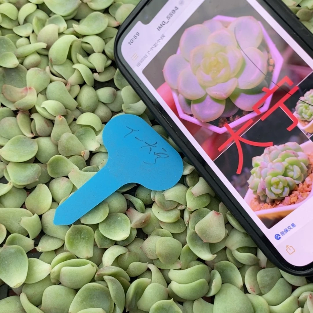 纯叶片甜心109大宁一个