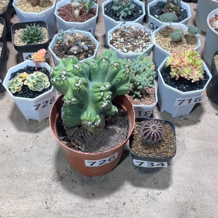 荷*726紫云罗汉加紫皮尤伯