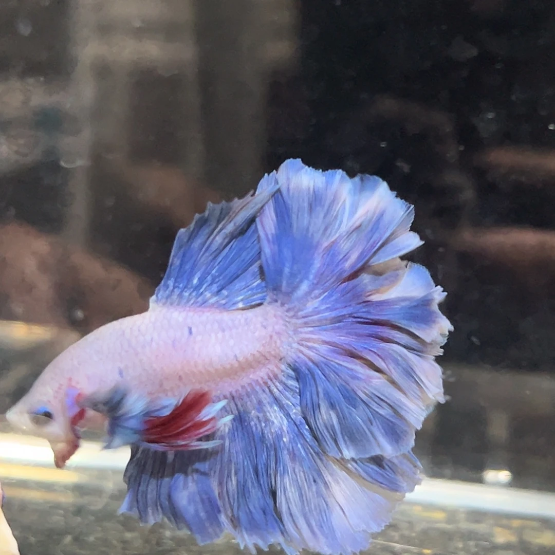 斗鱼22号星黛露玩偶降价出