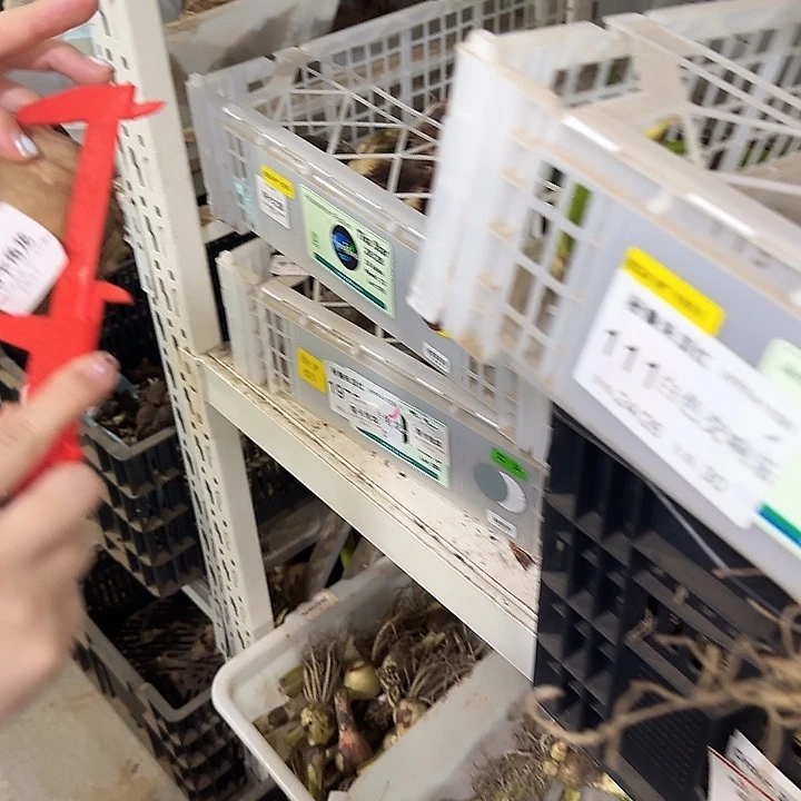 蒂卡蛟龙餐次球不包售后