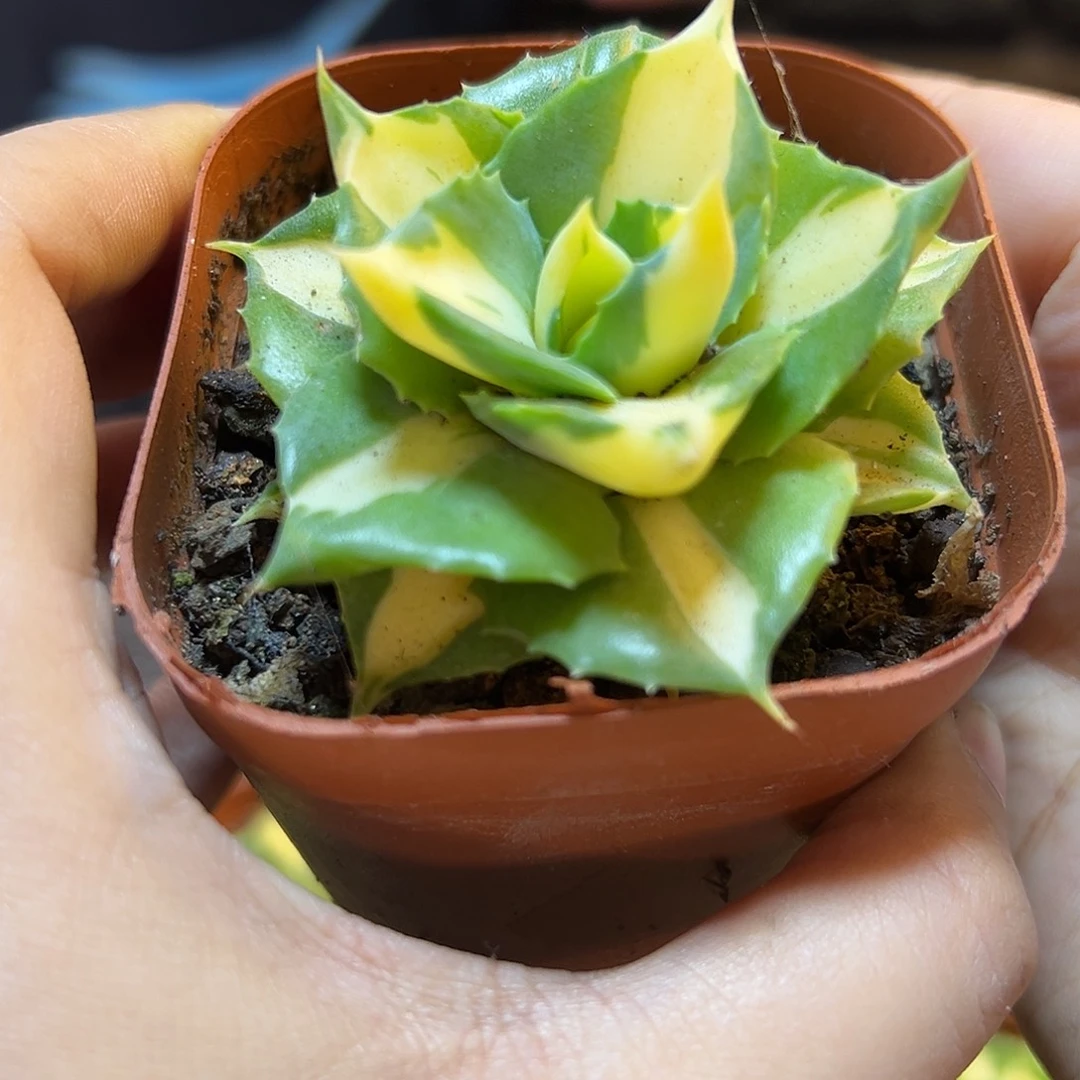 王妃雷神黄中斑锦5公分