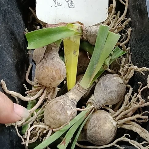 无花朵鬼魅1-2发10个