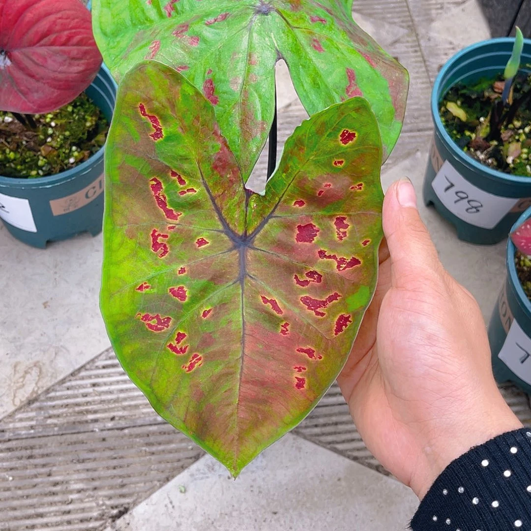 完全开放泰彩一物一拍799