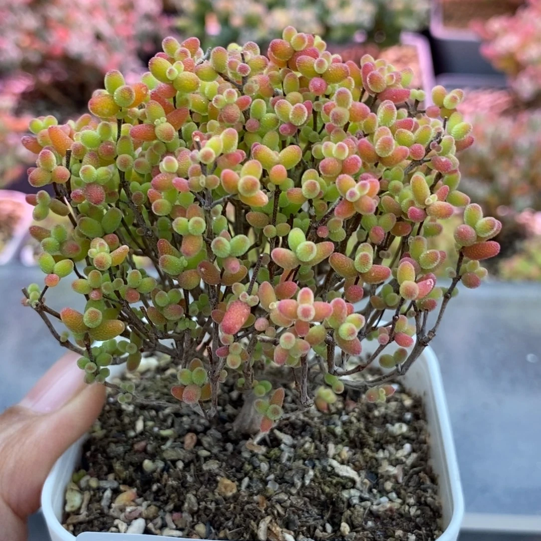 575蜜橘。
