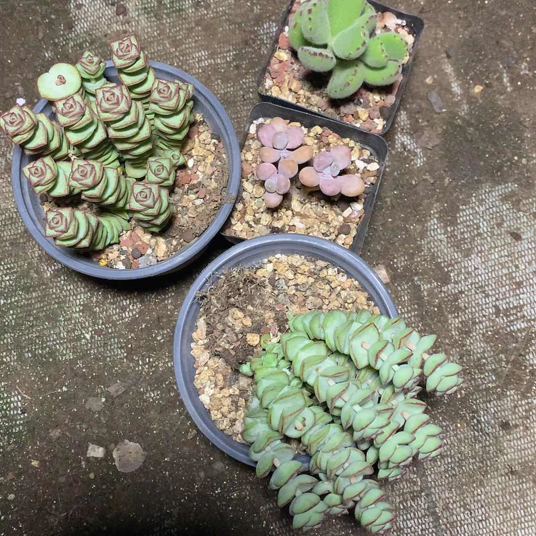 娜*?老猫猫多肉一物一拍