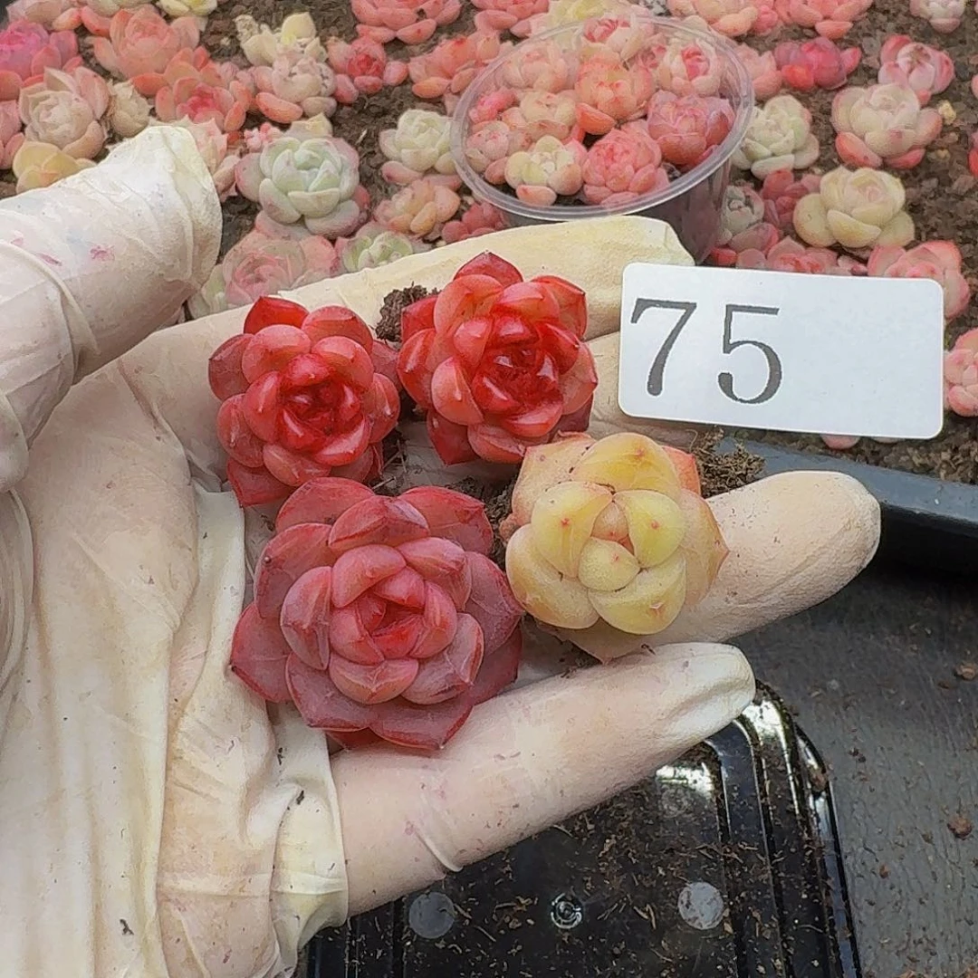 玲*多肉植物多肉植物75