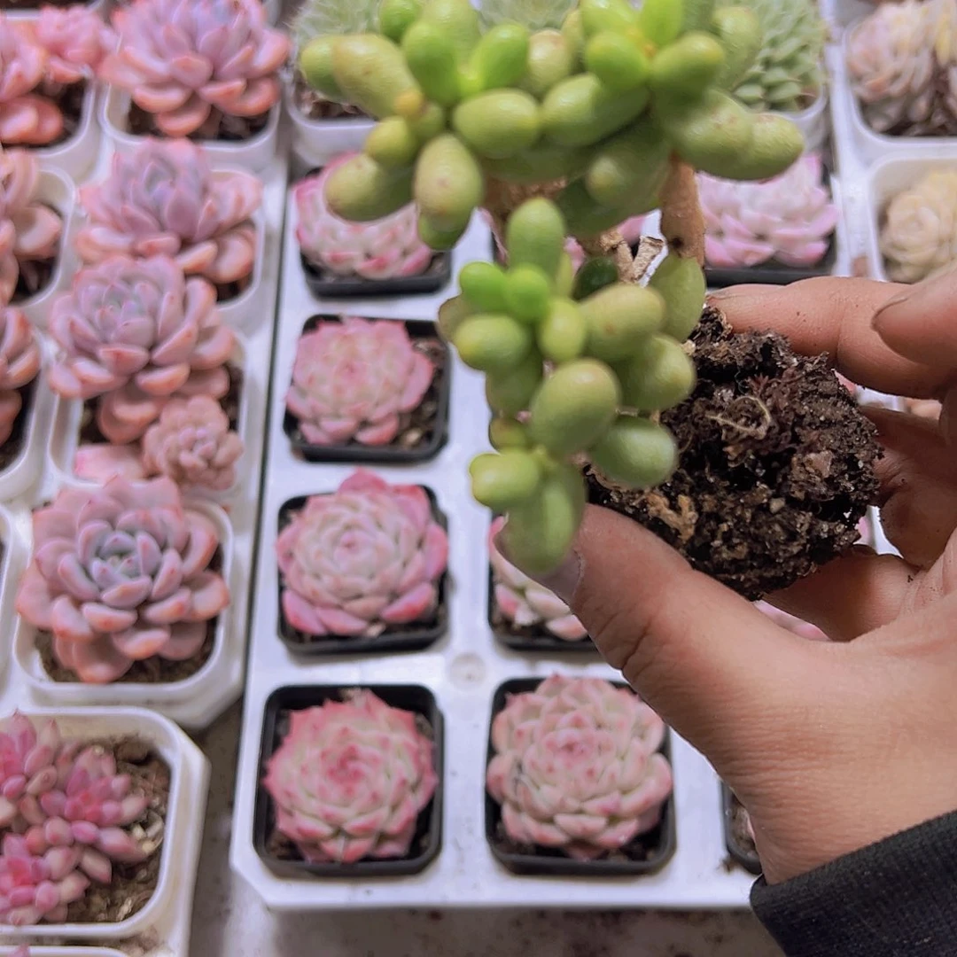 绿龟卵19包邮多肉植物