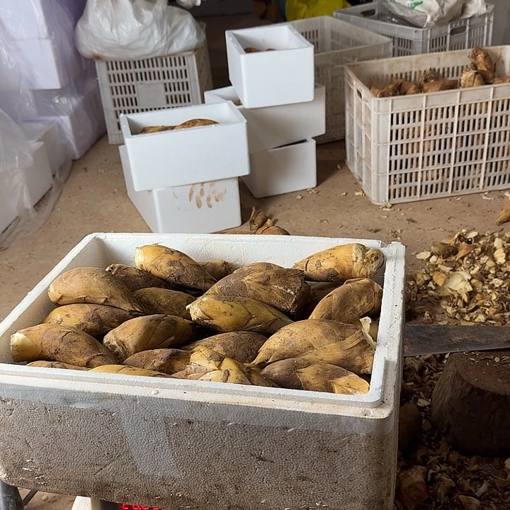 赣***黑中国大陆四川活泥冬笋二至三两