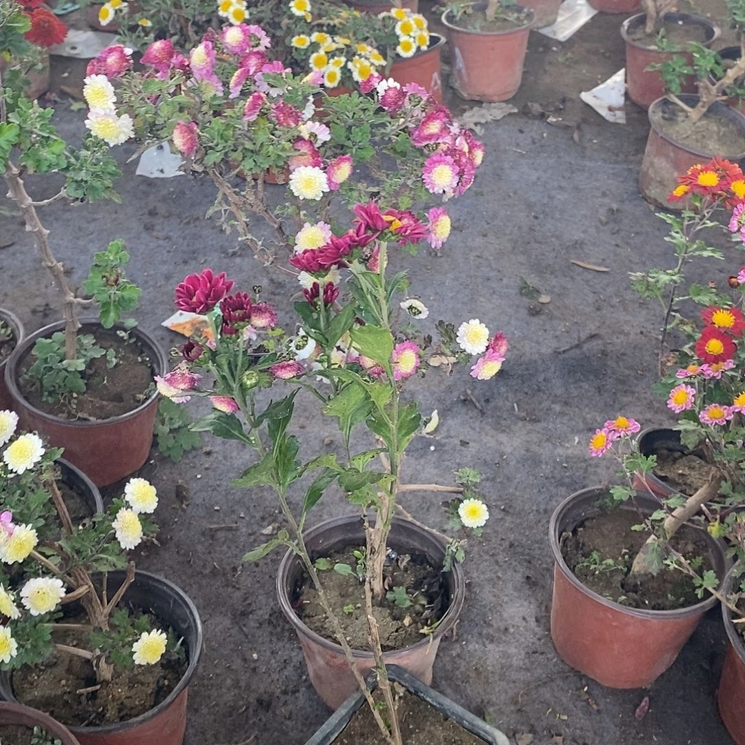 晩***4完全开放盆景菊花菊花