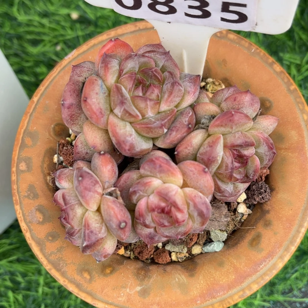 潇***多肉植物0835 满30包邮