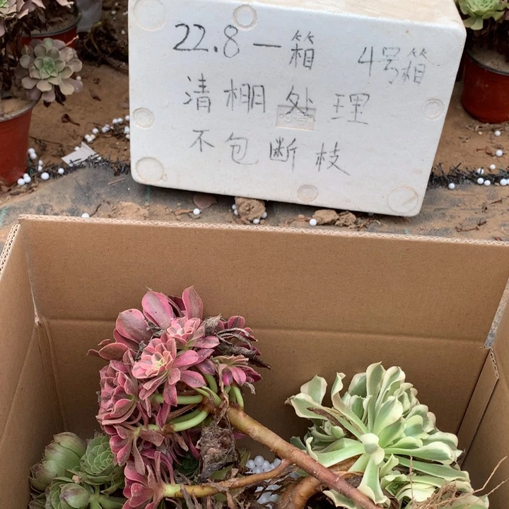 762三颗法师多肉