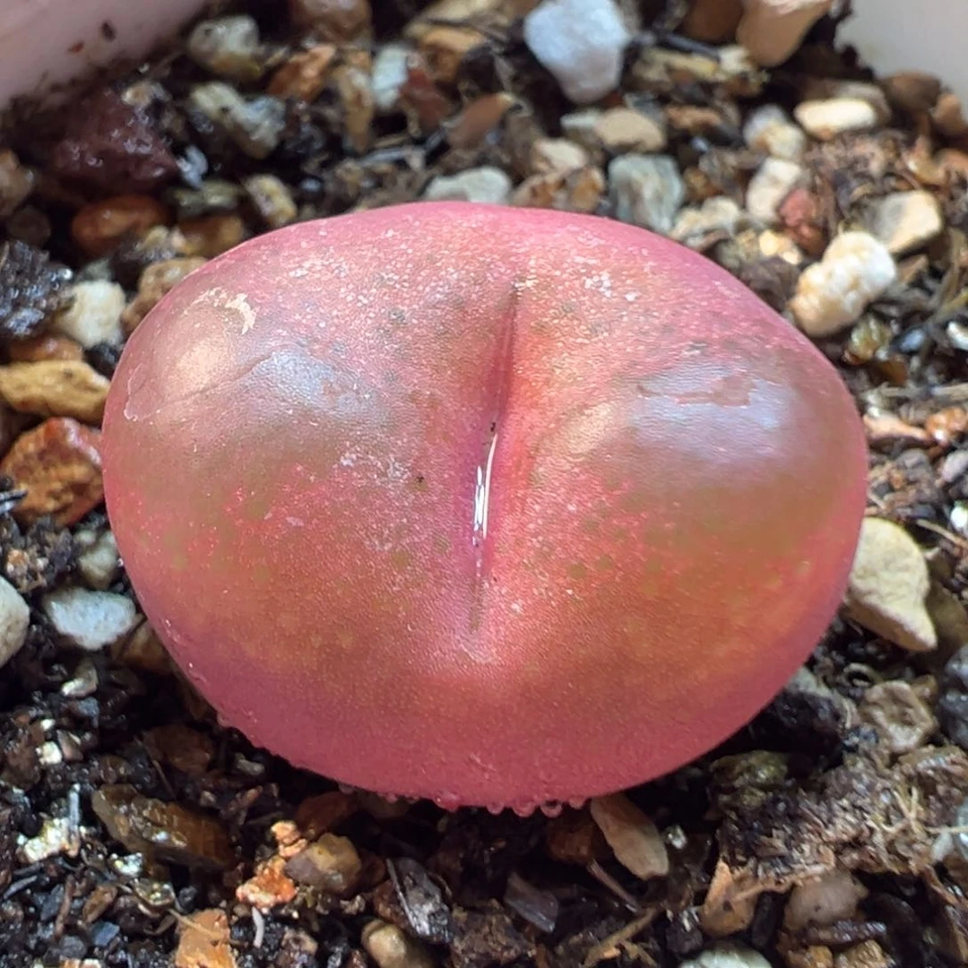 吕氏毛多肉植物369