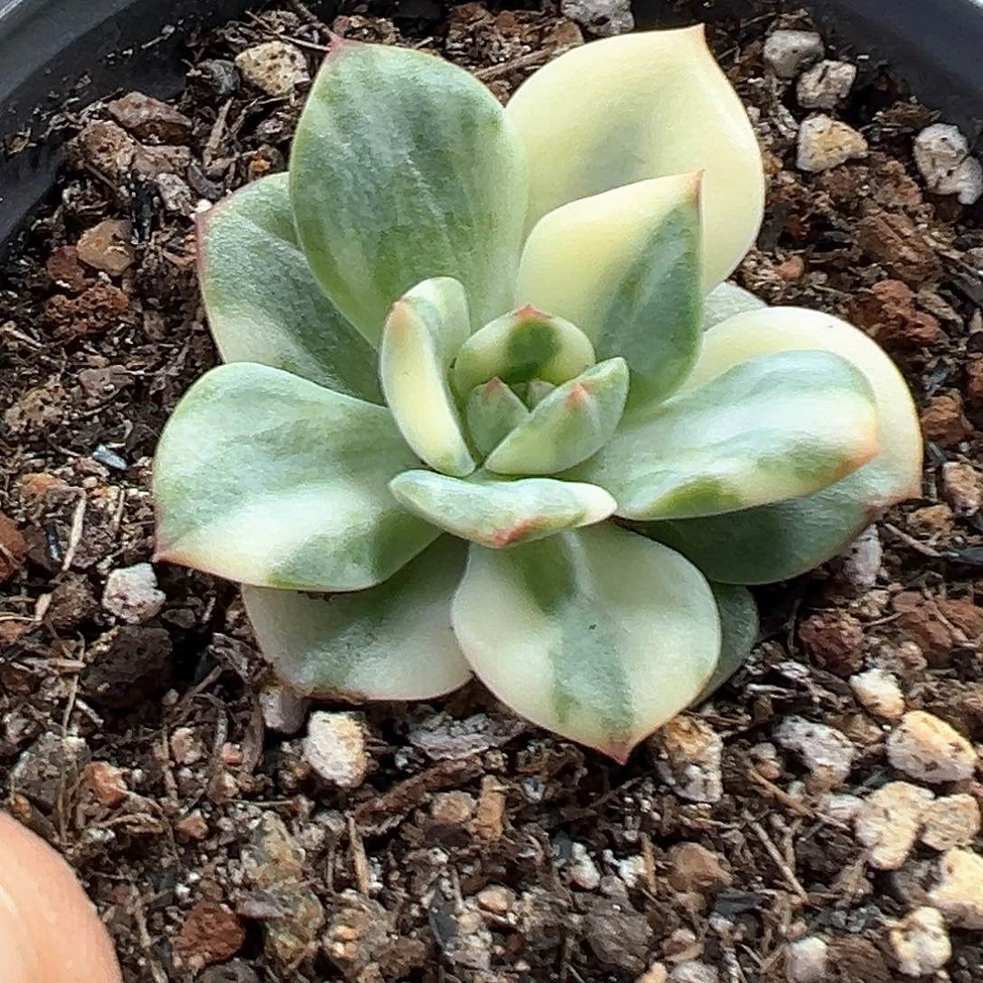 三文鱼锦 小方花圃一单包邮！