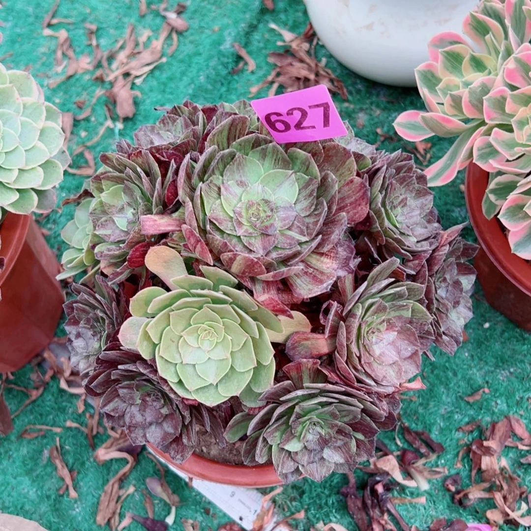 627墨染法师多肉植物