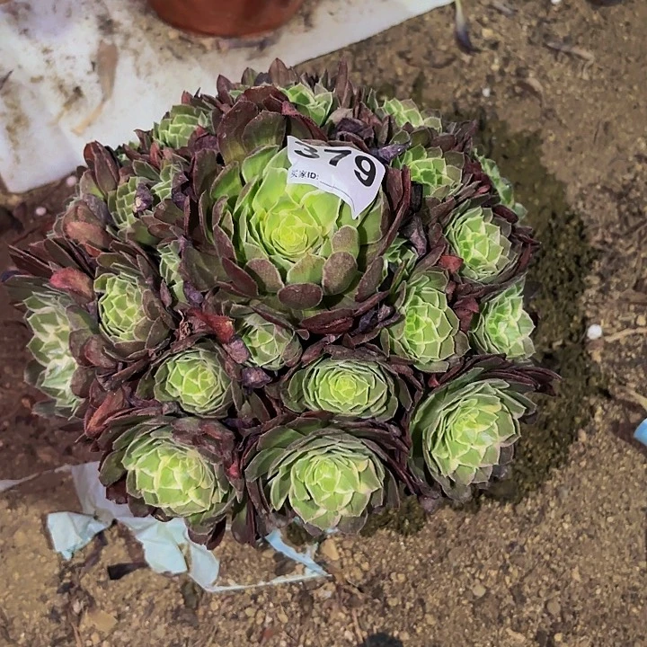 379万花筒多肉植物