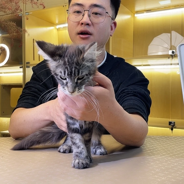 银虎妹妹三个月大