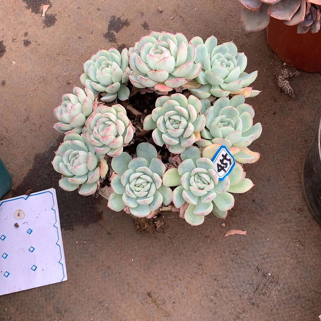 455草莓冰 一物一拍多肉